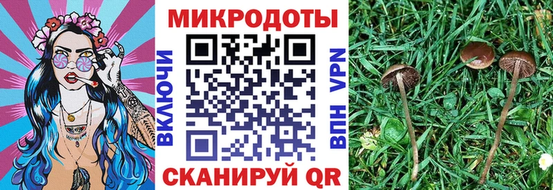Галлюциногенные грибы Psilocybe  Мезень 